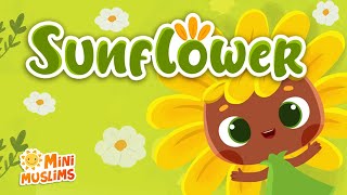 Muslim Songs For Kids 🌻  Sunflower ☀️  MiniMuslims