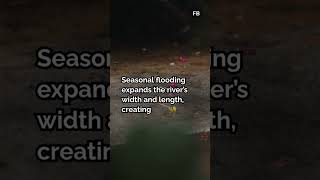 Why the Amazon River Is Among the Longest Rivers on Earth Explained
