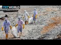Sri Lanka faces environmental catastrophe from ship fire | Money Talks