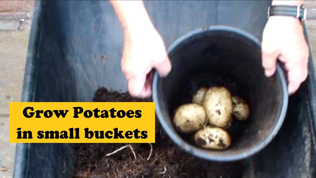 Watch Small Potatoes