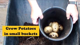 Grow Wonky Potatoes, this is bucket No 10 of 11.  Previous 9 reveals  & the 10th reveal on camera.