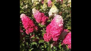 🔥Супер уценка из Оби. Гортензия метельчатая Фрайз Мельба😋