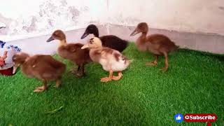 When Cute Ducklings At Sweet Home 😍 | Animals Ubs by Animals UBS 161 views 2 years ago 1 minute, 27 seconds