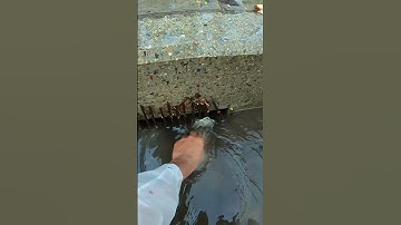 Remove Debris Clogged Drain #remove #unclog #drain #shorts