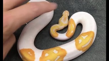 Special Report: THE EMOJI PYTHON! Interview with the breeder