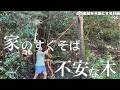【大仕事】危ない枯れ木を伐って、山暮らしを整える