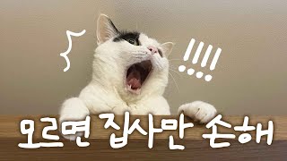 인데 고양이 없는 사람도 좋아하는 것 by 미야옹철의 냥냥펀치 14,197 views 1 month ago 1 minute, 35 seconds