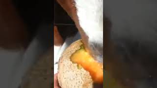 Goat eating cantaloupe #animals #viral #trending #asmr #funny #fun #goat #funnyvideo