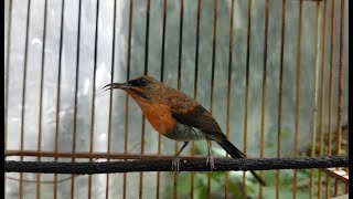 Suara Terapi Kolibri Sepah Raja Untuk Memancing Kolibri BISU Males Bunyi Langsung Gacor Lagi