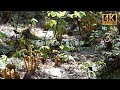 森に響く春のさえずりと芽吹きの息吹｜癒しの自然音と植物の美景　Spring Whispers in the Forest | relaxing nature sounds