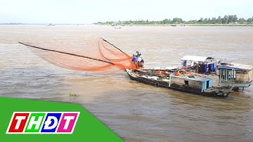 Đẩy dồn bắt cá linh mùa cá ra sông khu vực đầu nguồn của tỉnh Đồng Tháp | THDT