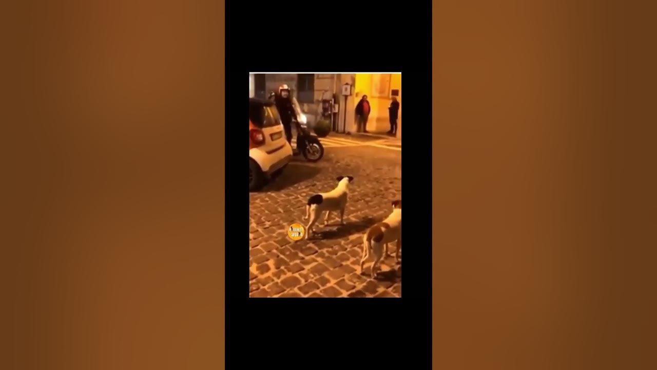 Funny animals - YouTube