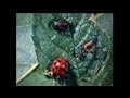 Integrated Pest Management Part 1 Integrated Pest Management Part 1
