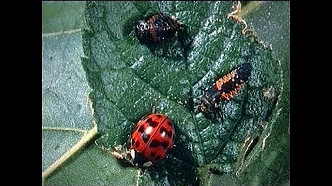 Integrated Pest Management - Part 1