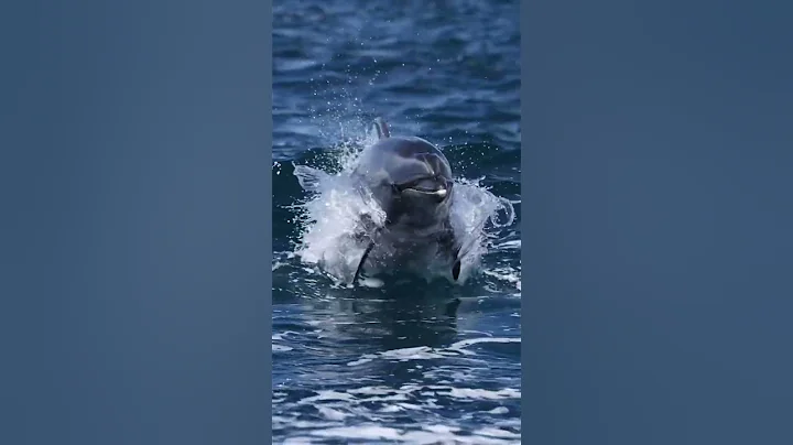 Bottlenose dolphin are awesome! 🐬 - DayDayNews