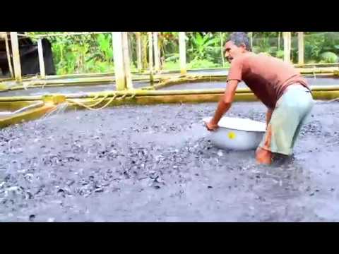 วีดีโอ: เนื้อปลาดุกสไตล์อินเดีย