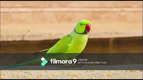 Class : 3 _ General Science _ Lesson : 4 _ Birds and their Features ( Part - 1)