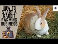 How to Start a Rabbit Farming Business | Starting a Rabbit Farming Business in Home