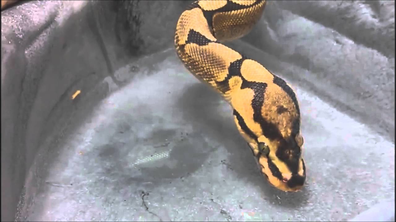 Royal python drinking - YouTube