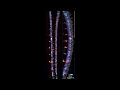 Neurons firing in a zebrafish spinal cord