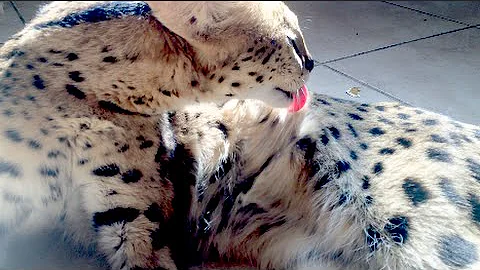 Watch the video about Smart Serval