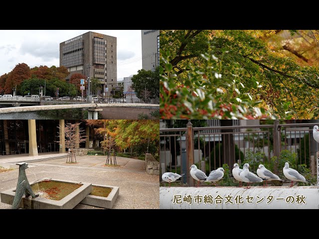 ゆりかもめ・紅葉｜尼崎の四季（2025年11月18日撮影）