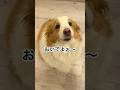 ボーダーコリーを飼う人へ、おいでよぉ〜 #わんだブログ #vlog #シェリレオ #猫 #bordercollie