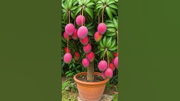 🌿Grow Mango Tree Faster with This Proven Method for Beginners! #mango #fruittree