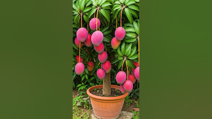🌿Grow Mango Tree Faster with This Proven Method for Beginners! #mango #fruittree
