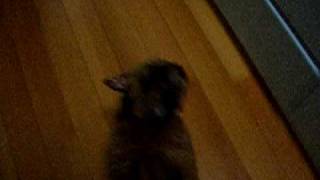 Fei Fei attacks my foot 20100711.AVI