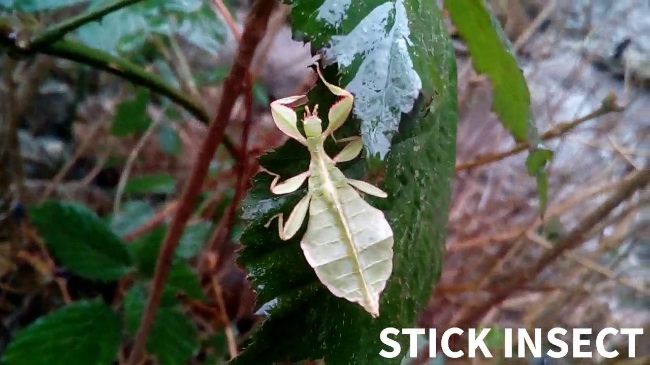 Phyllium Philippinicum - FEMALE