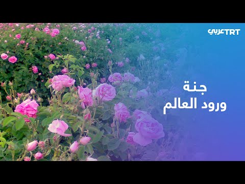 ولاية إسبرطة التركية من أهم مراكز إنتاج الورد الجوري بالعالم