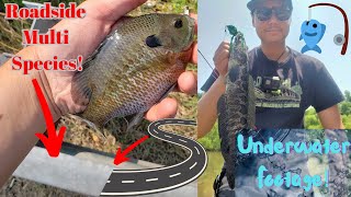 ROADSIDE Multi-Species Fishing Maryland (UNDERWATER FOOTAGE!!)