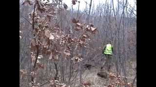 Uspešan Komercijalni Lov Na D Svinje U Salašu, 26 12 2014