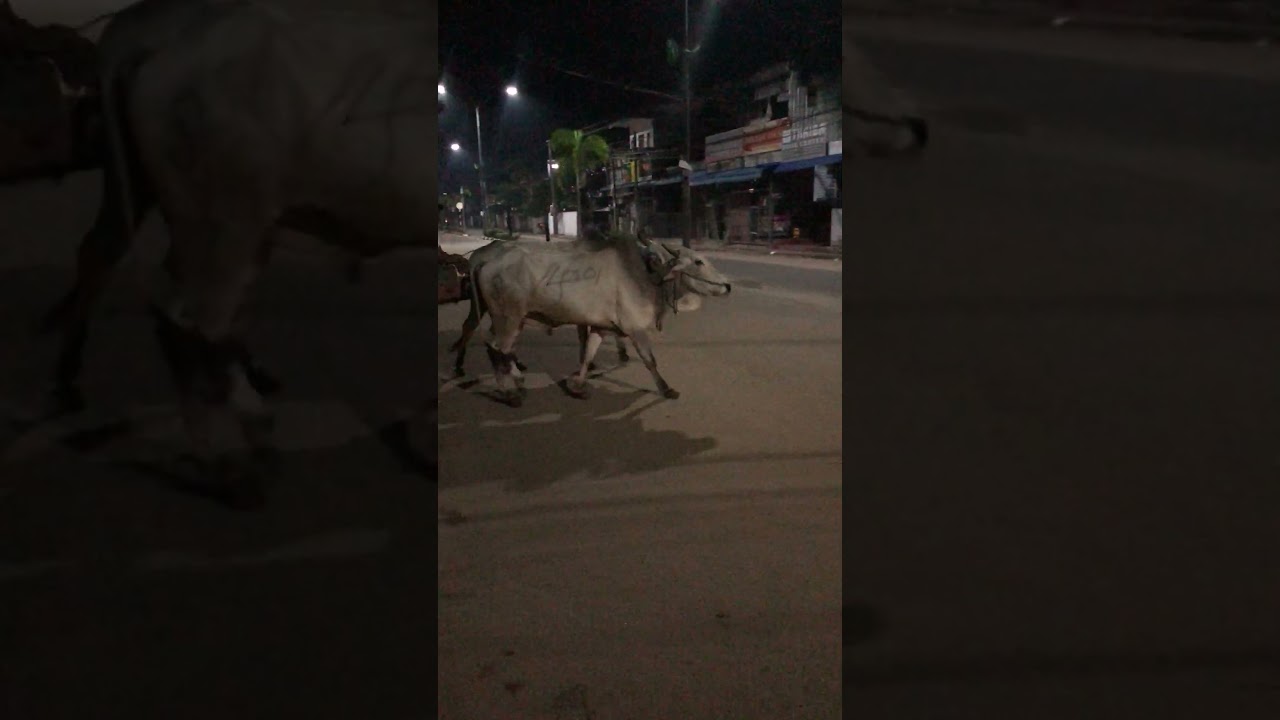 Traditional Cow Cart Ride in the Countryside!  