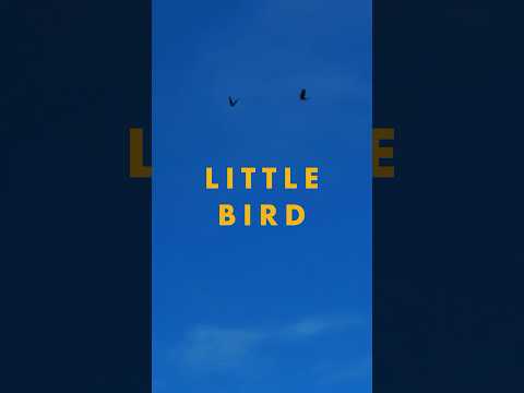 “Little Bird” a