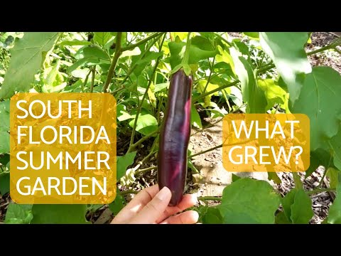 วีดีโอ: ปลูกพืชอะไรในฟลอริดาตอนใต้