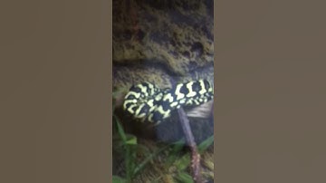 Jungle carpet Python & green tree Python