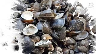 Lime Shell Lime Powder Burnt Lime Shell