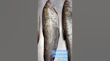 Рипус вкуснейшая рыба. Но пожарить её не так-то просто.