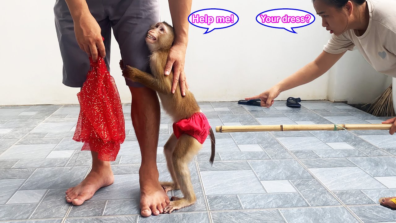 Обезьянка Лили случайно порвала юбку, а чем все закончилось, когда об этом узнала ее мать...