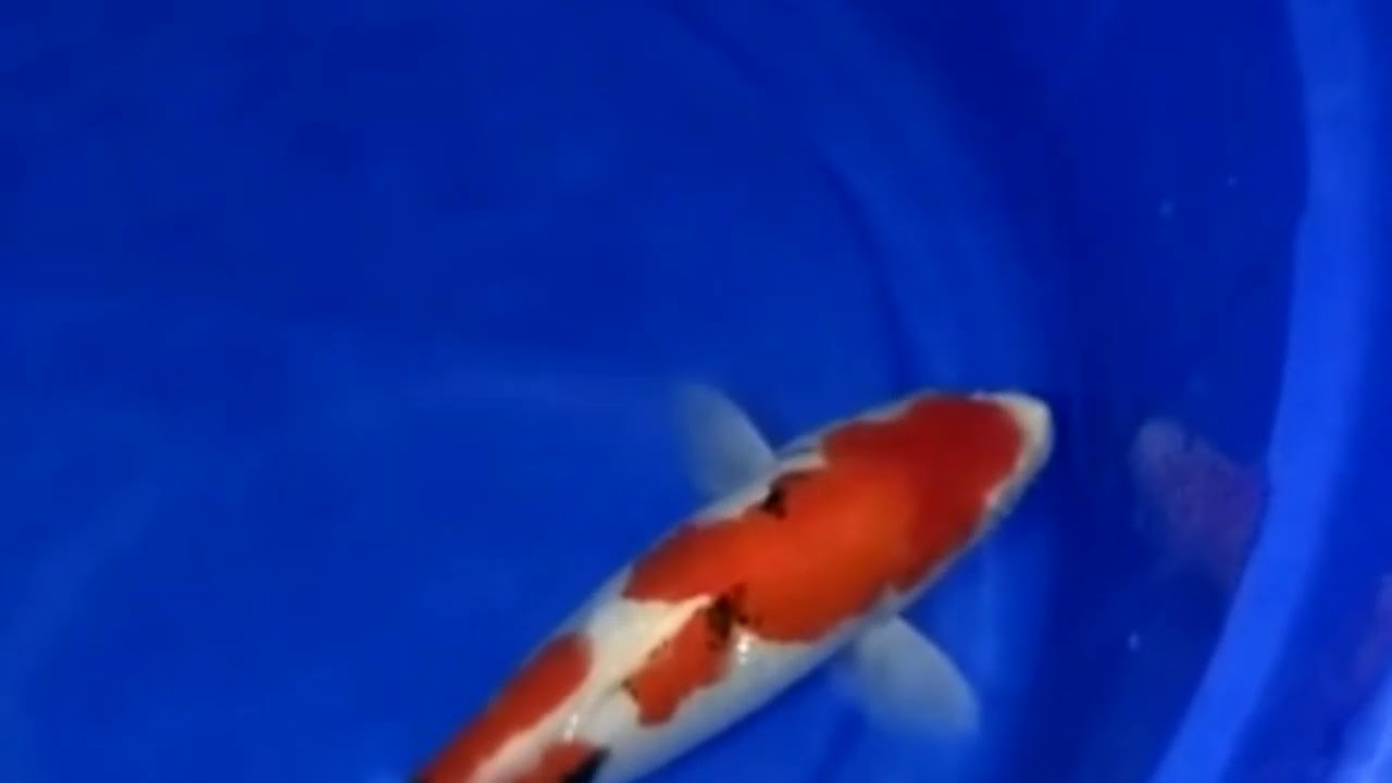 Warna ikan  koi  kombinasi merah  YouTube