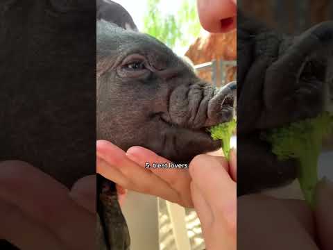 Reasons Pigs Are