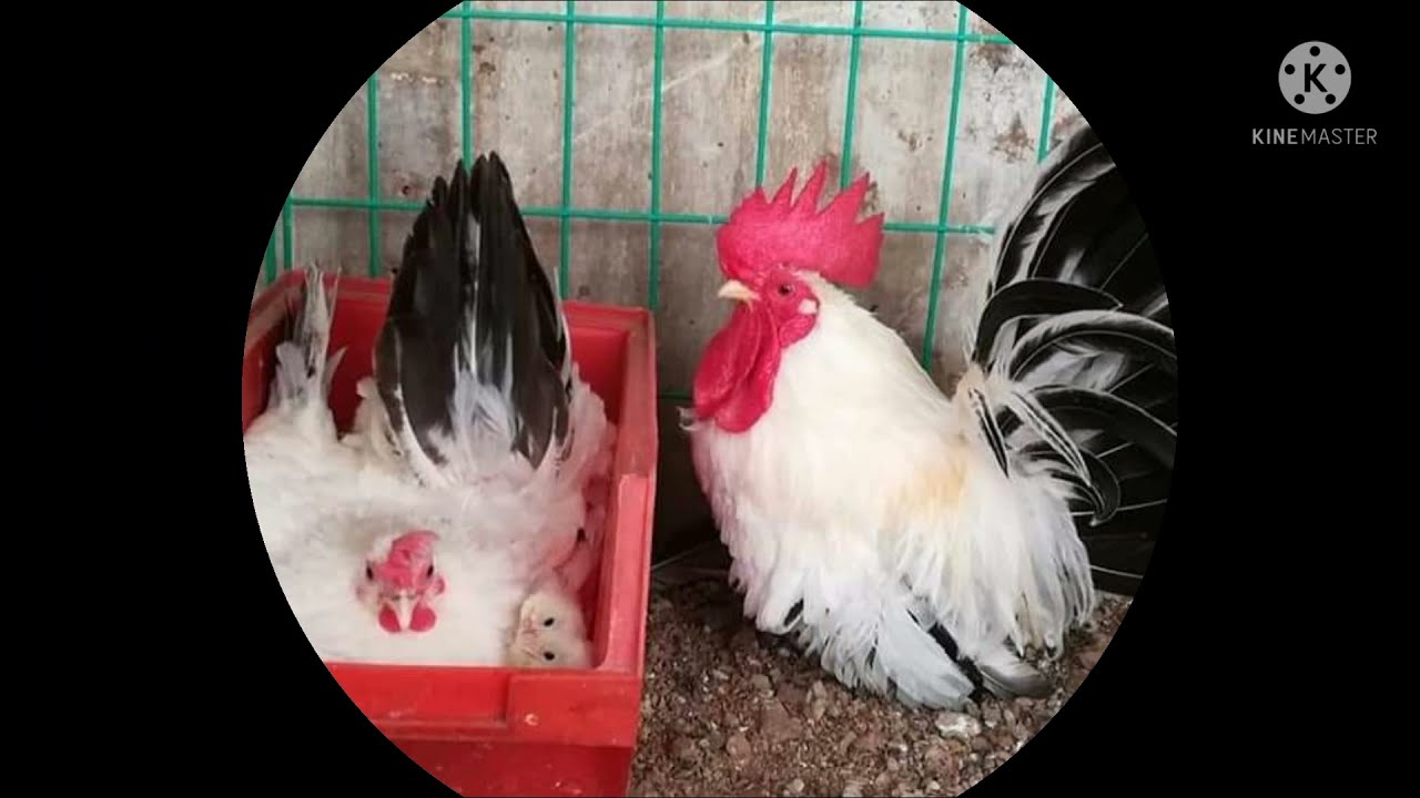 Japanese Bantam Chicken
