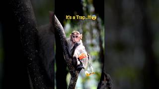 👉 “Don’t Feed Animals 🚫 | This Will Change How You See Wildlife' #savewildlife #monkey