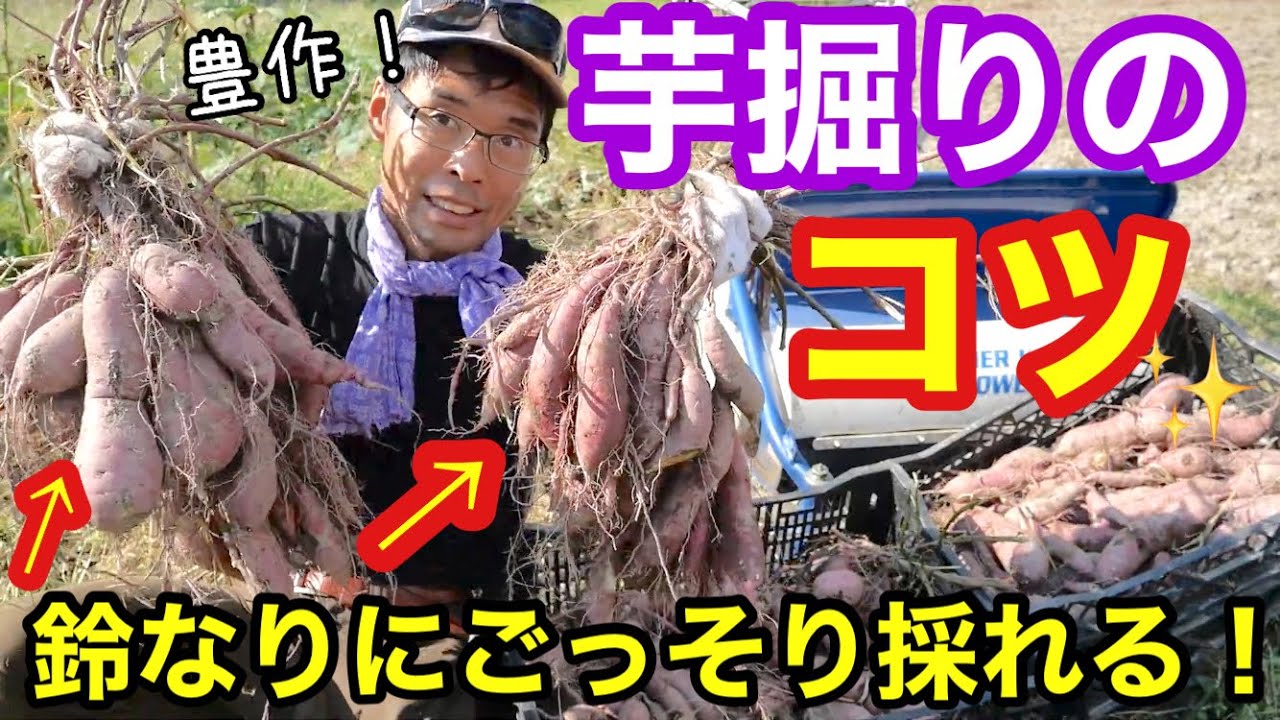 サツマイモ掘りのコツ】スコップの使い方とハンマーナイフモアでツルも