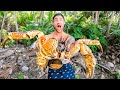 GIANT COCONUT CRAB - In Search of the Biggest Crab in the World