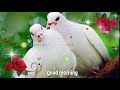 GOOD MORNING video - Whatsapp, status Wishes, Quotes, Message, Greetings full HD biutiful imag