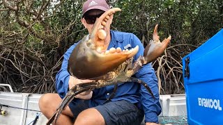 MORE RAIN - MORE MUD CRABS! | CATCH and COOK | Chilli Mud Crab Australia