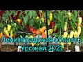 Самые урожайные перцы для открытого грунта сезона 2021. Обзор сортов и гибридов в разрезе.